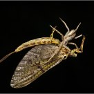 Small spider feeding on mayfly
